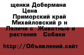 щенки Добермана › Цена ­ 7 000 - Приморский край, Михайловский р-н, Ляличи с. Животные и растения » Собаки   